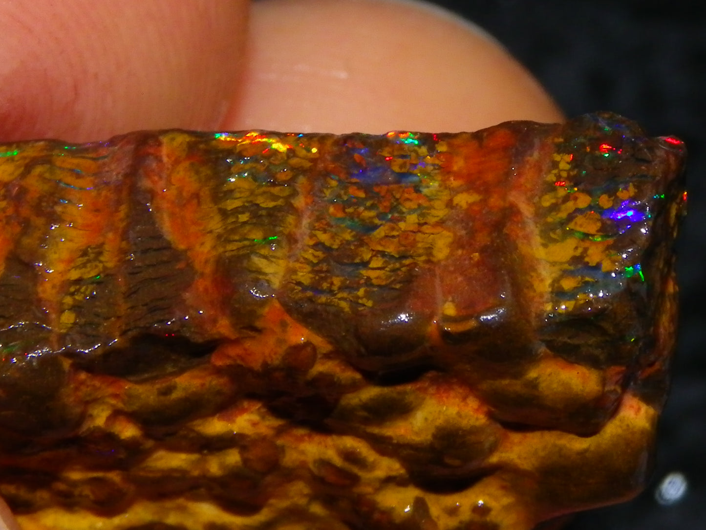 Gem Rough/Sliced Queensland Matrix Opal 44.09cts Red/Gold/Blue/Green Fires Solid Bars