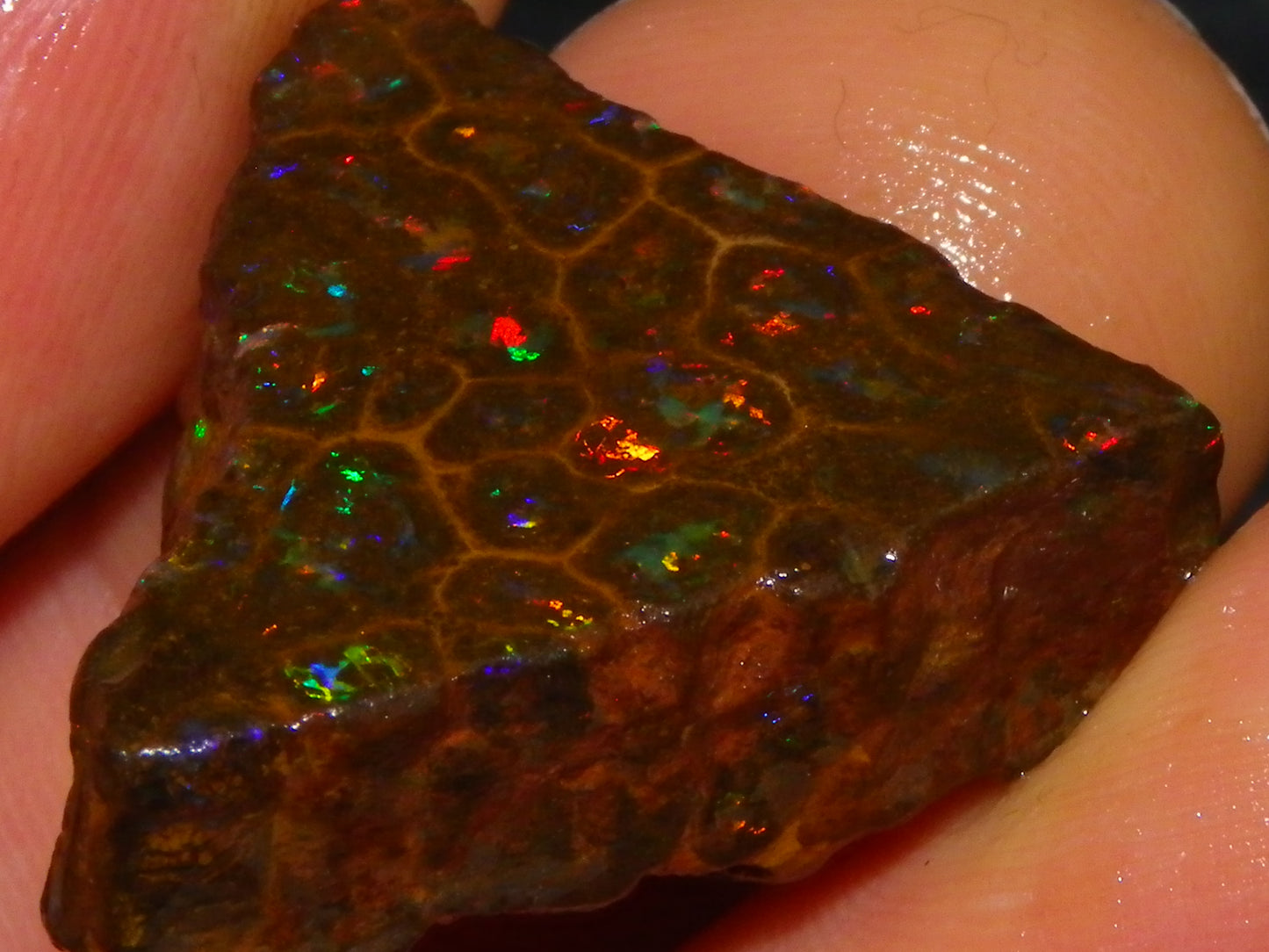 Gem Rough/Sliced Queensland Matrix Opal 44.09cts Red/Gold/Blue/Green Fires Solid Bars