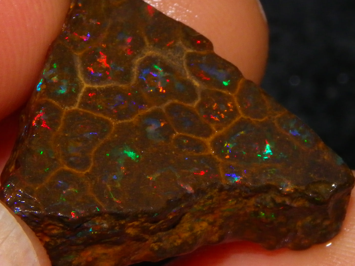 Gem Rough/Sliced Queensland Matrix Opal 44.09cts Red/Gold/Blue/Green Fires Solid Bars