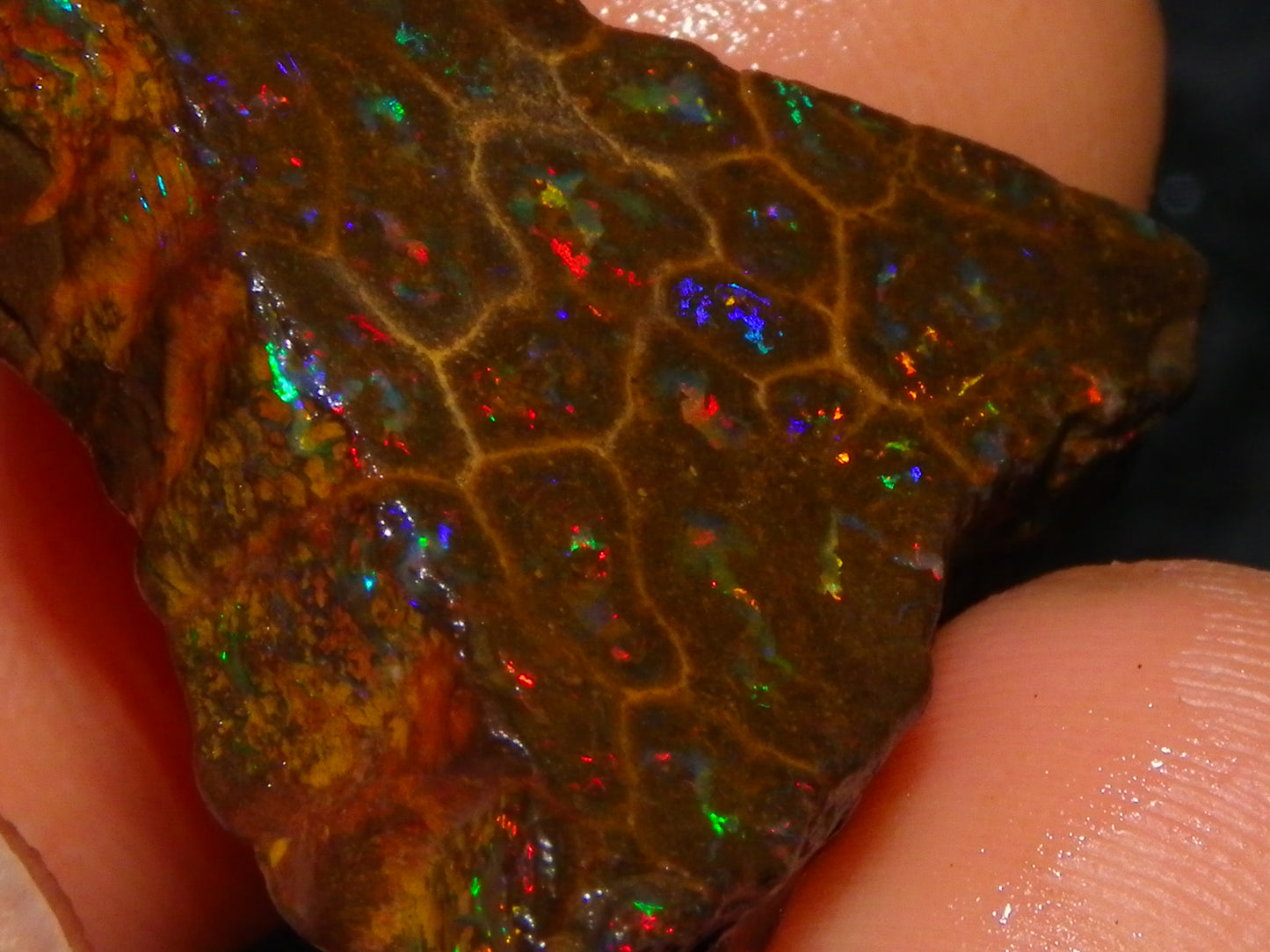 Gem Rough/Sliced Queensland Matrix Opal 44.09cts Red/Gold/Blue/Green Fires Solid Bars