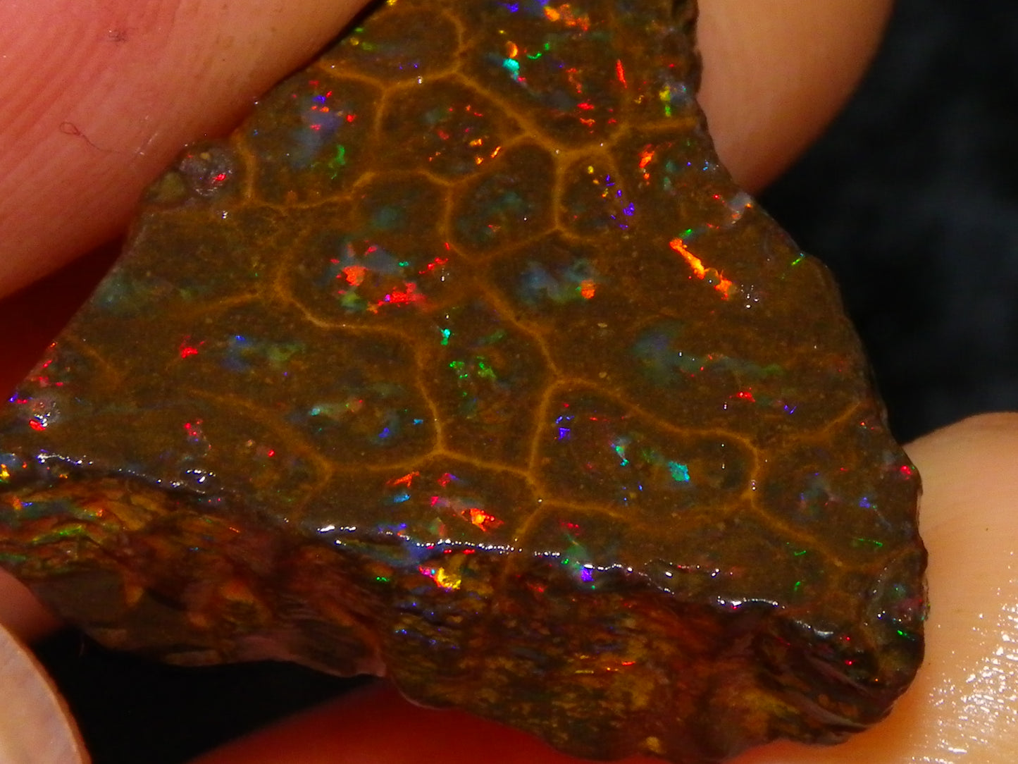 Gem Rough/Sliced Queensland Matrix Opal 44.09cts Red/Gold/Blue/Green Fires Solid Bars