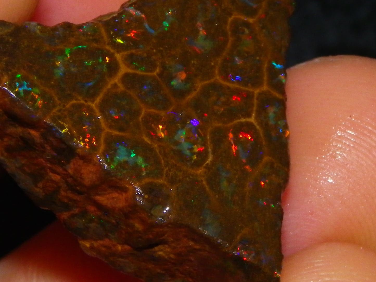 Gem Rough/Sliced Queensland Matrix Opal 44.09cts Red/Gold/Blue/Green Fires Solid Bars