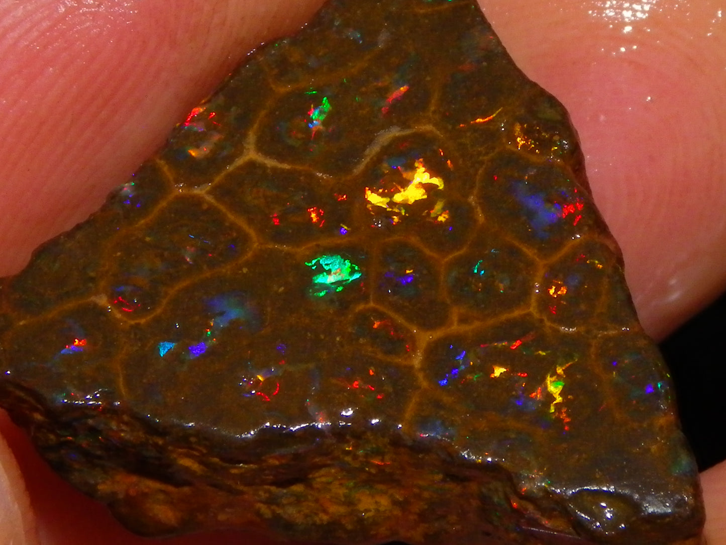 Gem Rough/Sliced Queensland Matrix Opal 44.09cts Red/Gold/Blue/Green Fires Solid Bars