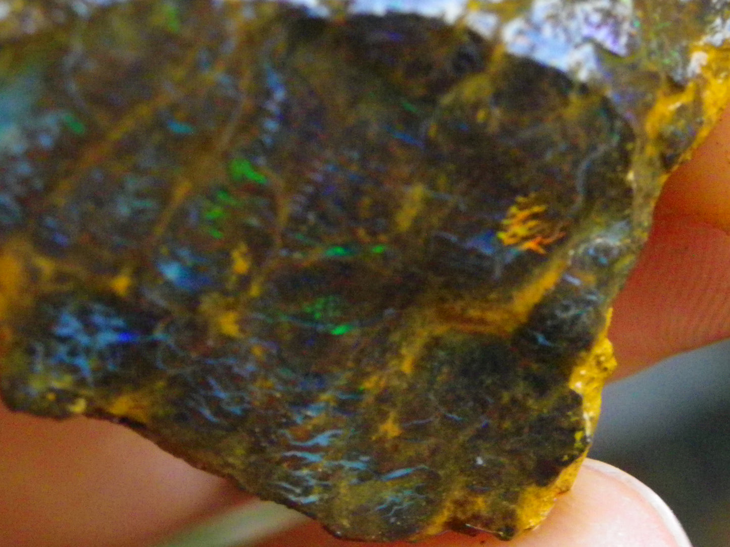 3 Nice Rough Matrix Opals 525.5cts Opalton Bright Green/Blue/Orange Fires