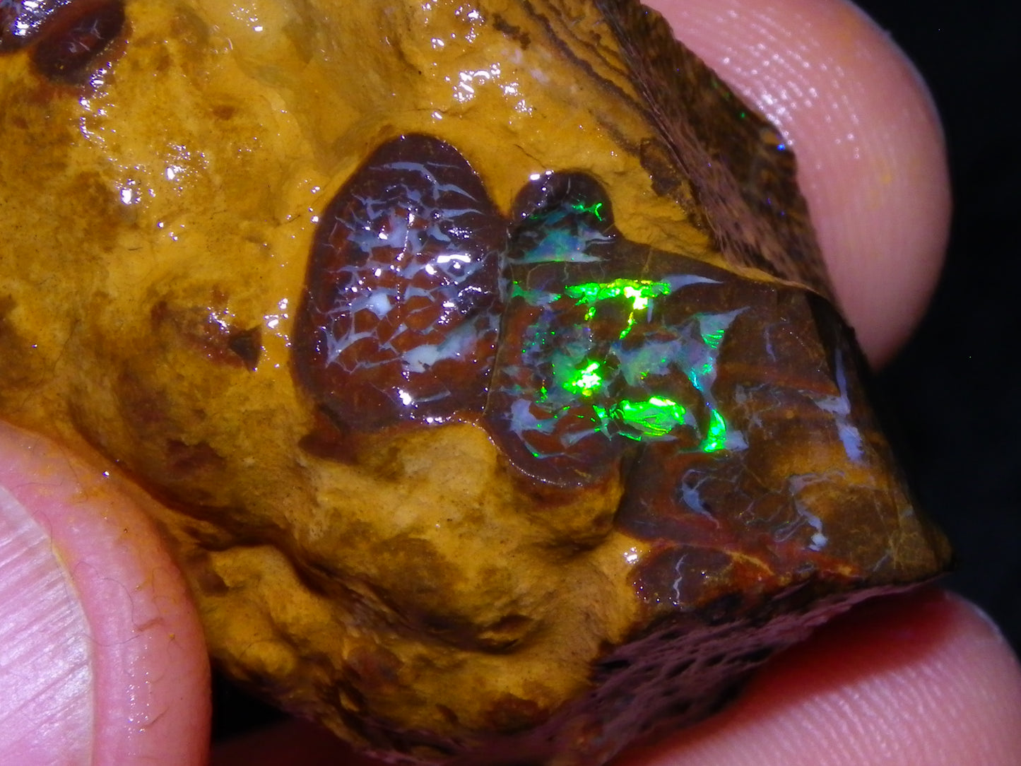 3 Nice Rough Matrix Opals 525.5cts Opalton Bright Green/Blue/Orange Fires