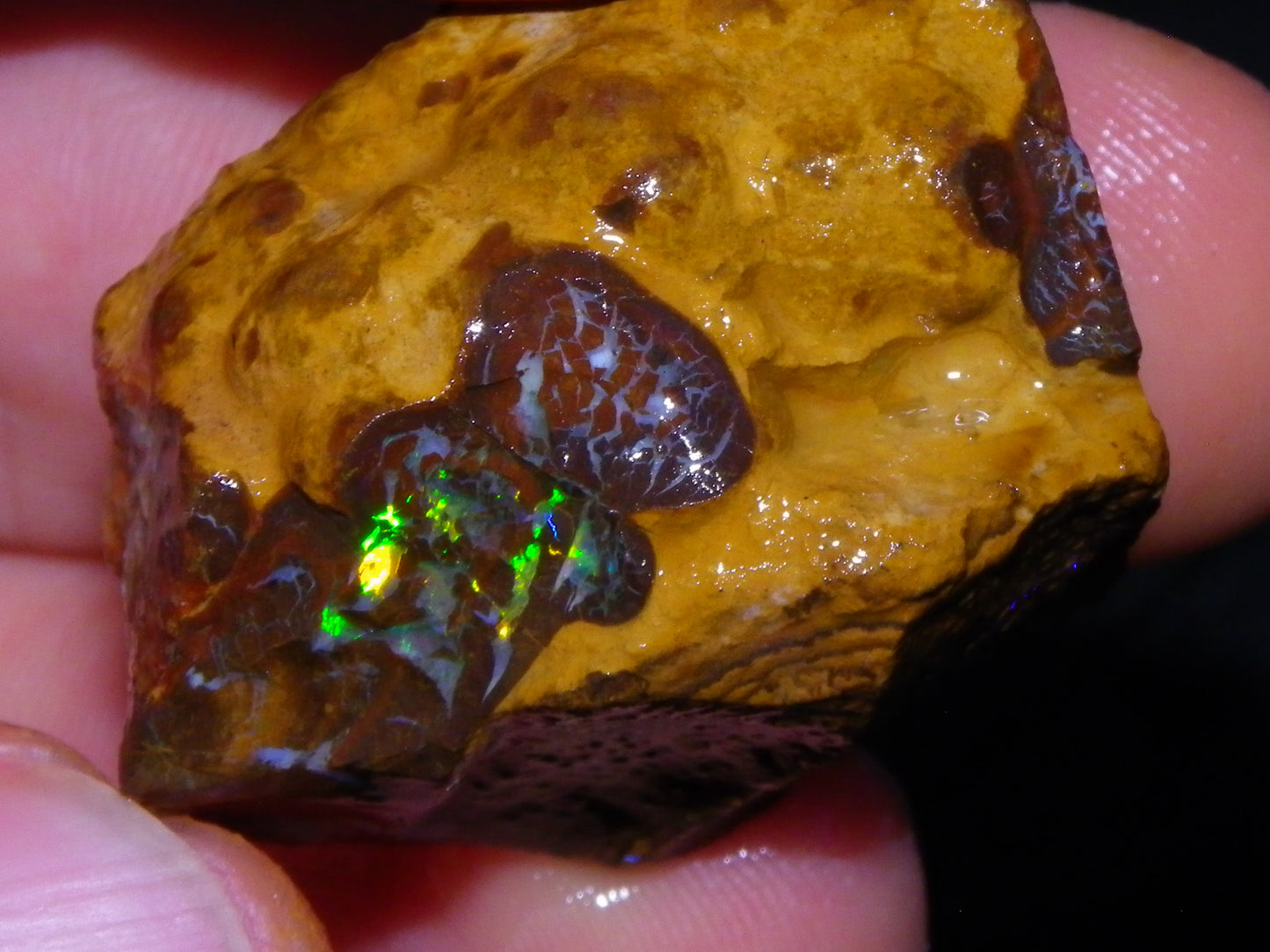 3 Nice Rough Matrix Opals 525.5cts Opalton Bright Green/Blue/Orange Fires