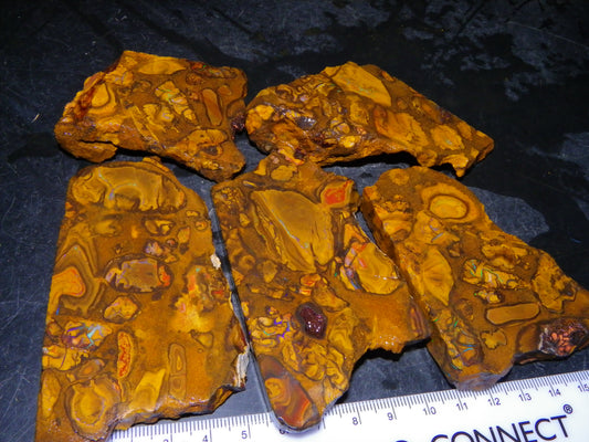 5 Matching Sliced/Rough Koroit Opals Set 2224cts Some Fires. Fossil/Pods Nuts