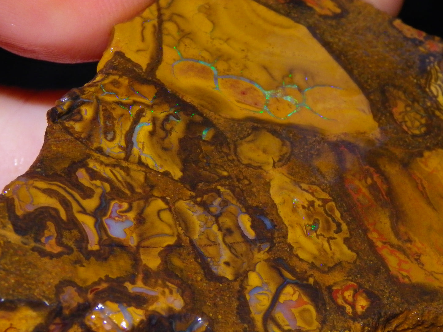 5 Matching Sliced/Rough Koroit Opals Set 2224cts Some Fires. Fossil/Pods Nuts