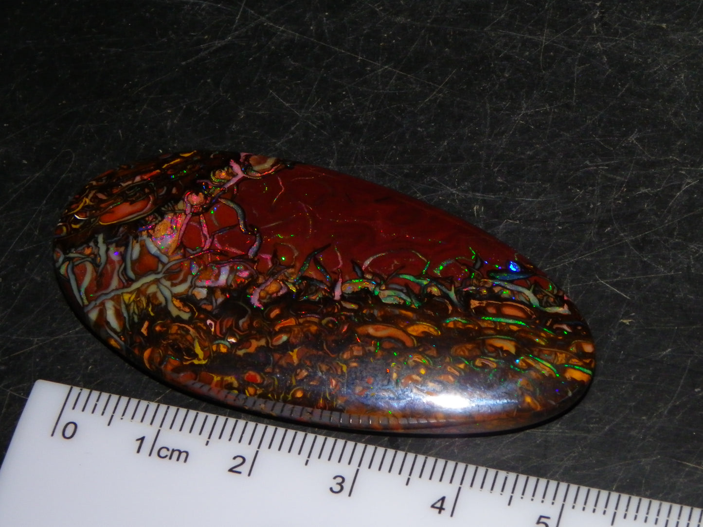Quality Large Cut/Polished Koroit Opal Cab/Freeform 115.36cts Multicolour Fires and Veins