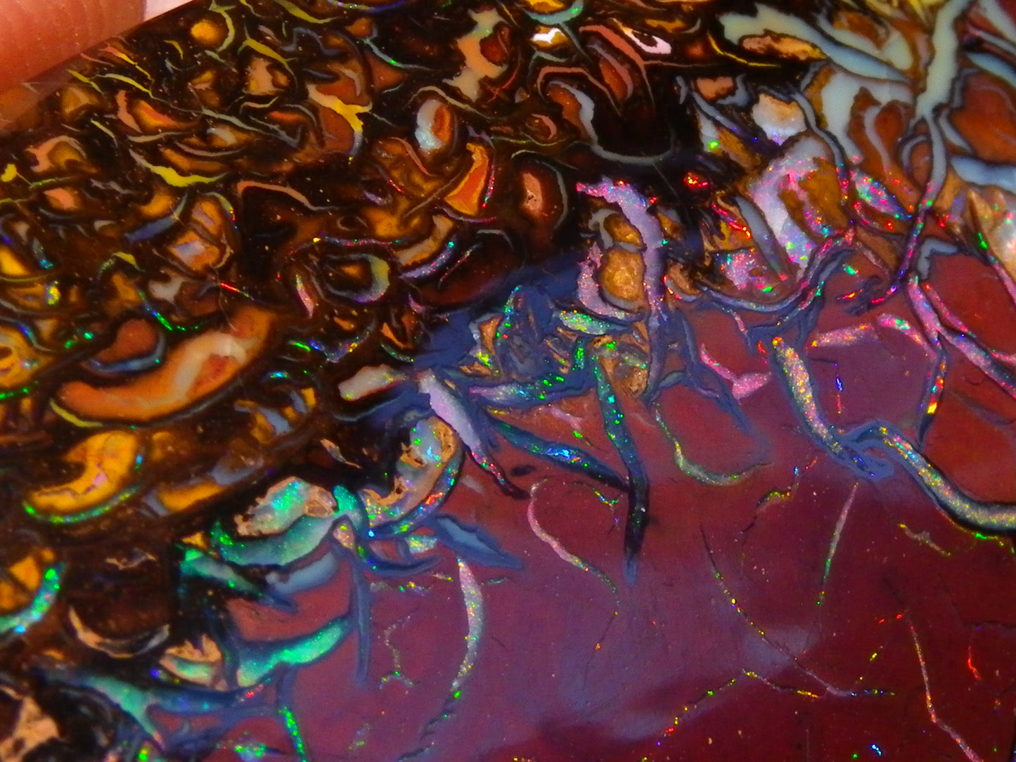 Quality Large Cut/Polished Koroit Opal Cab/Freeform 115.36cts Multicolour Fires and Veins