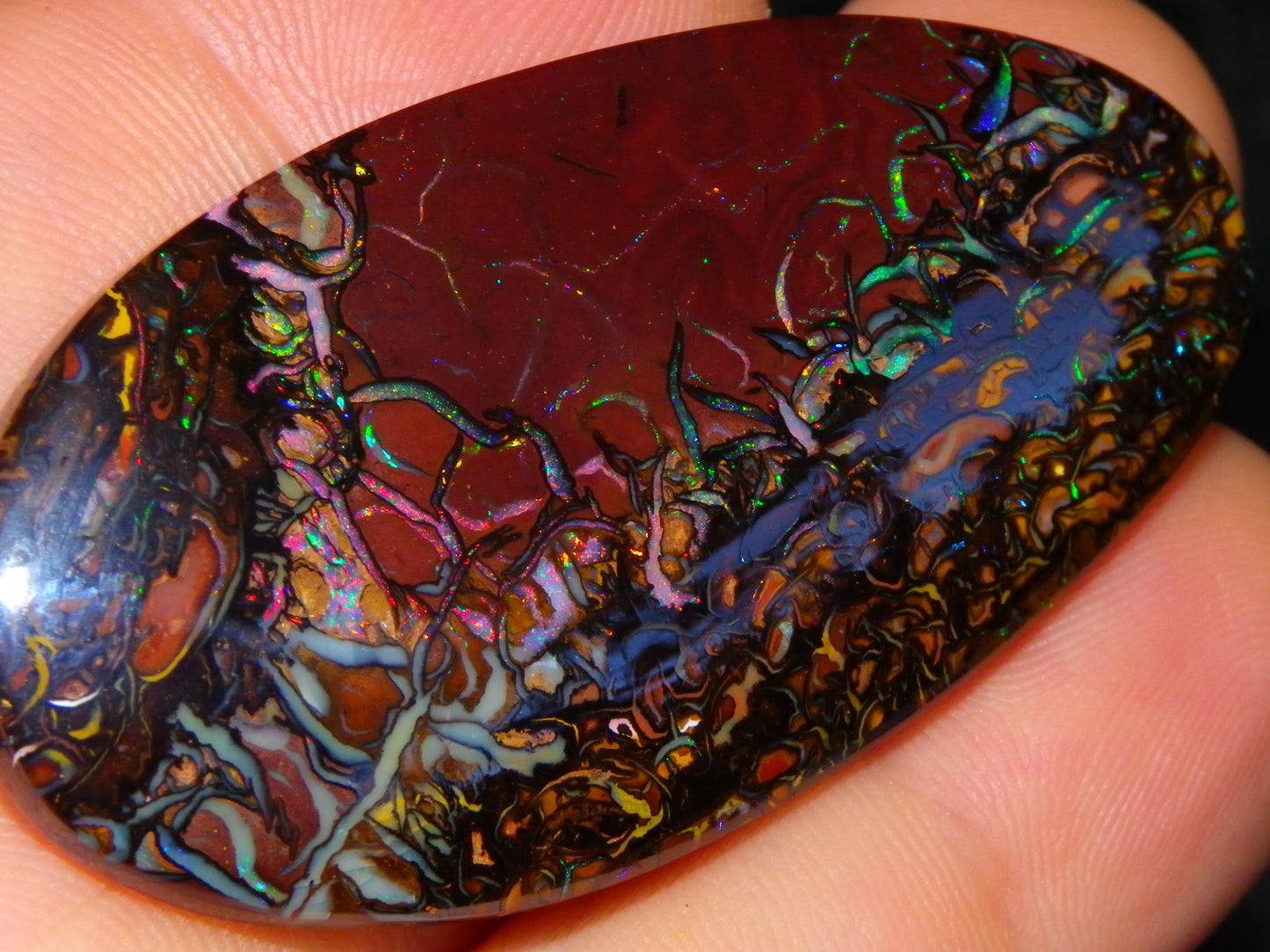 Quality Large Cut/Polished Koroit Opal Cab/Freeform 115.36cts Multicolour Fires and Veins