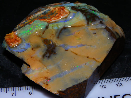 Nice Queensland Boulder Opal Rough Specimen 811cts Fires/Patterns Caramel Potch Winton