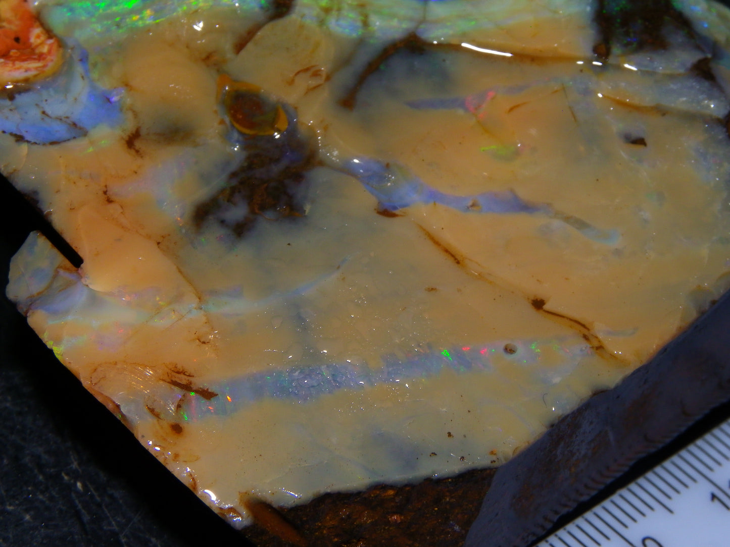 Nice Queensland Boulder Opal Rough Specimen 811cts Fires/Patterns Caramel Potch Winton