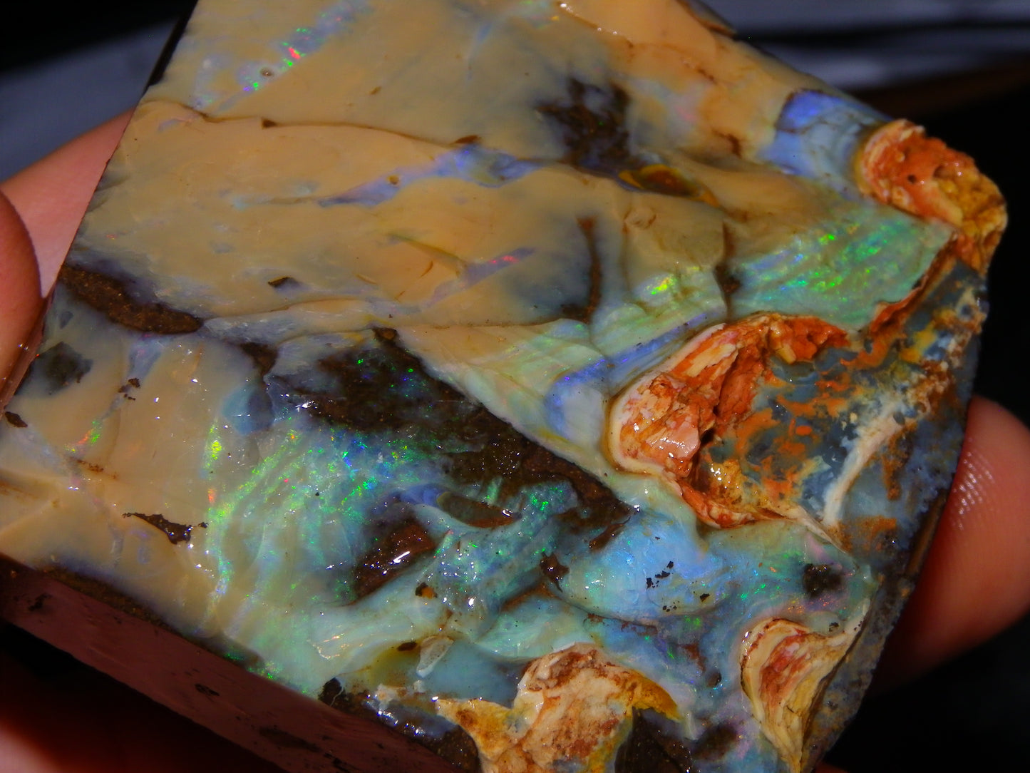 Nice Queensland Boulder Opal Rough Specimen 811cts Fires/Patterns Caramel Potch Winton