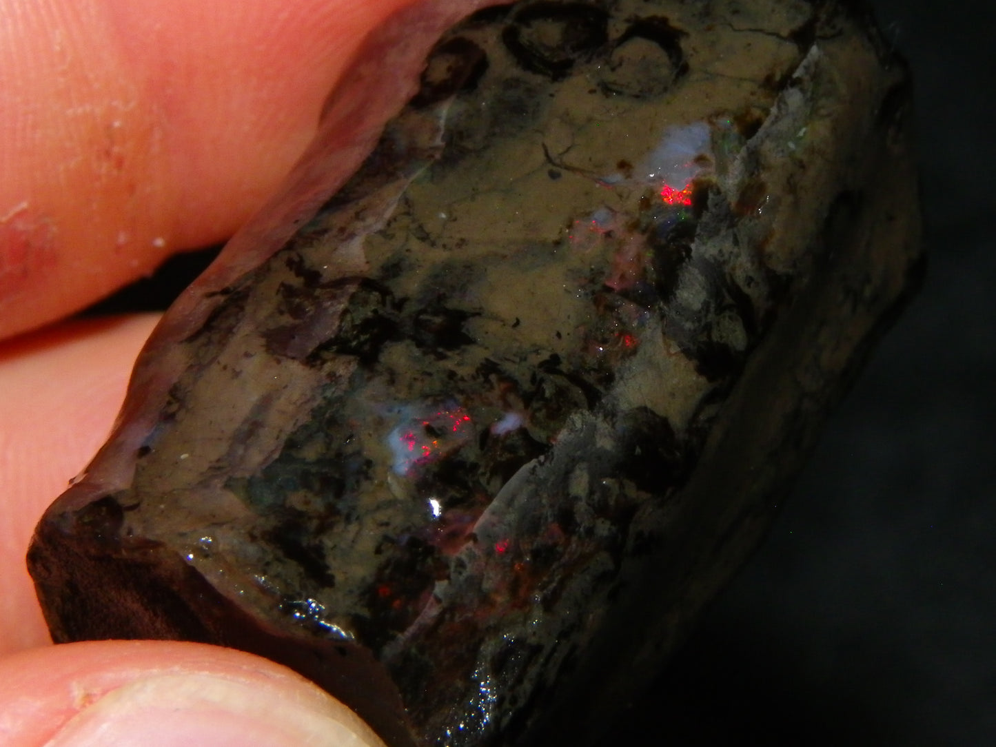 3 Large Rough Indonesian Fossil Opal Specimens 247.5cts Slight Red Fires :)