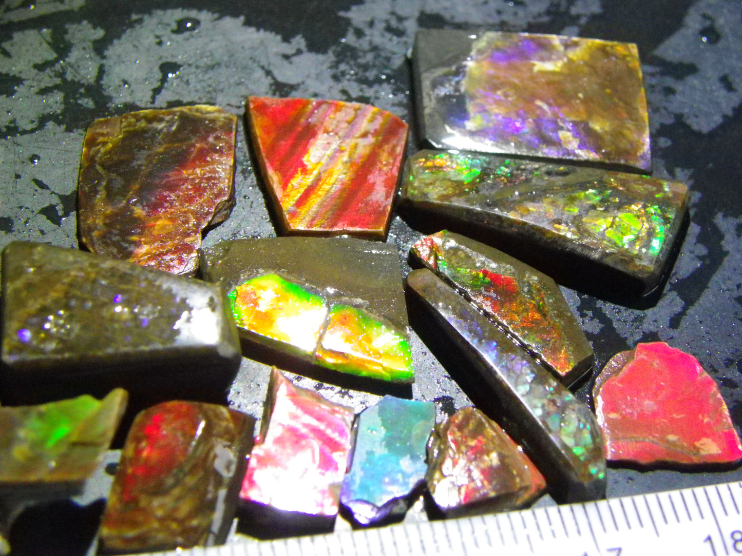 Nice Rough/Sliced Ammolite Parcel 80cts Alberta Canada Multicolours :)