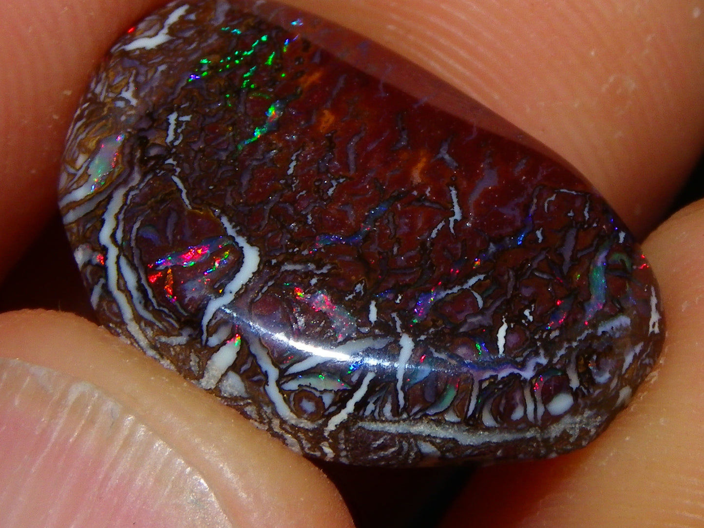 Nice Quality Cut/Polished Koroit Opal Cab 14.25cts Red/Blue Fires/Nut Patterns