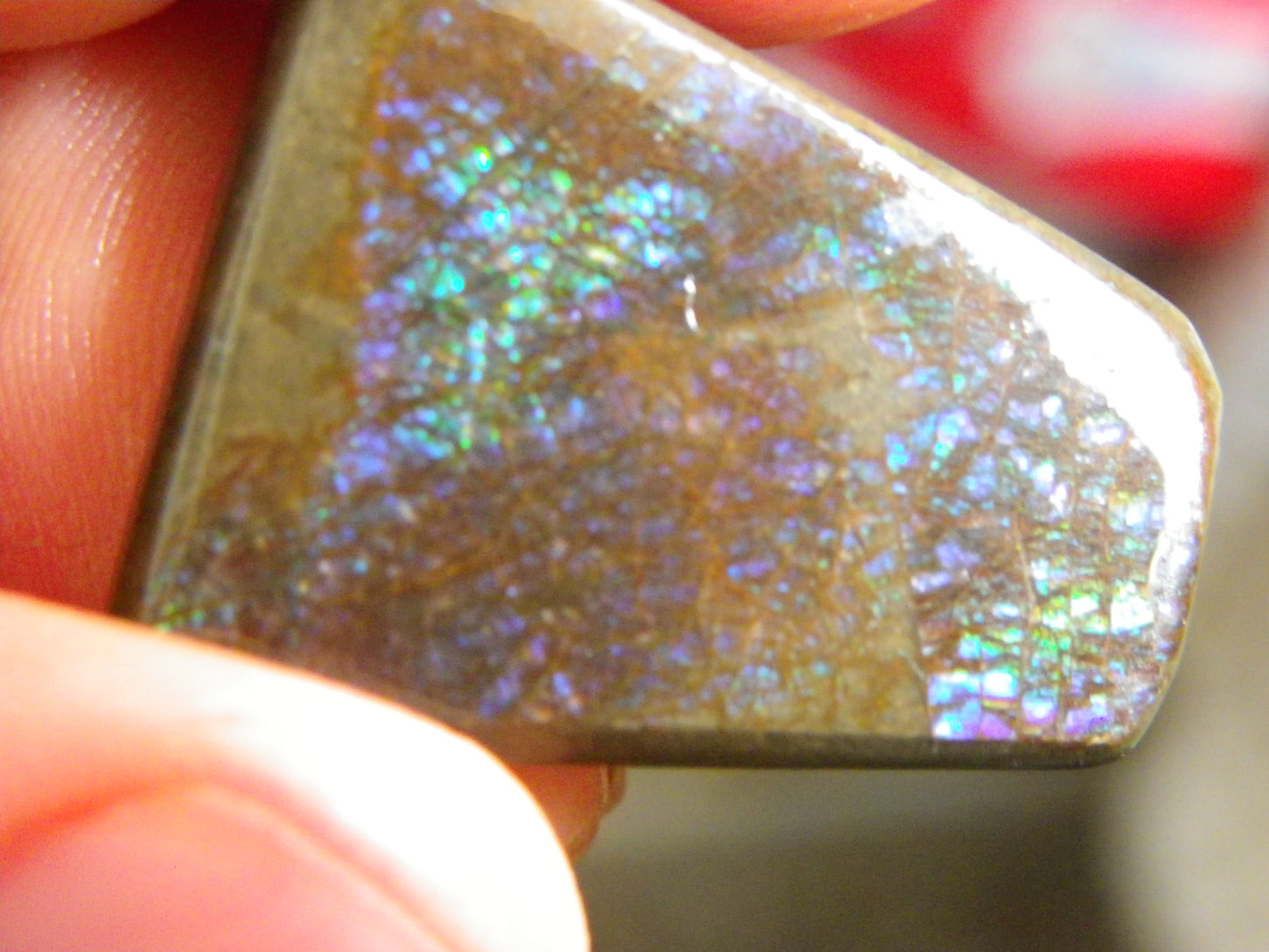 Nice Purple Ammolite Specimens 314cts Alberta Canada On Host Rock Part Polished