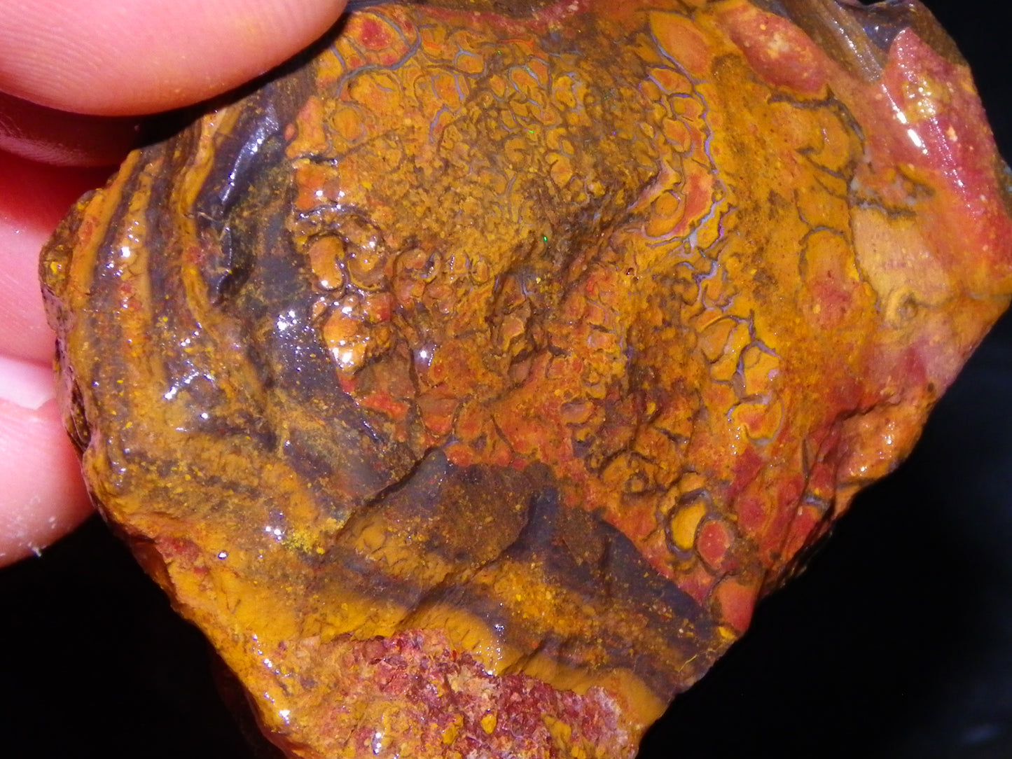 6 Large Koroit Opal Rough/Specimens 3144cts Ironstones/Patterns Some Fires :)