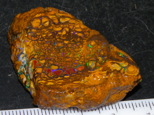 Nice Quality Koroit Opal Rough Slice 107.5cts Green/Blue Fires Nut/Specimen/Chunk Au