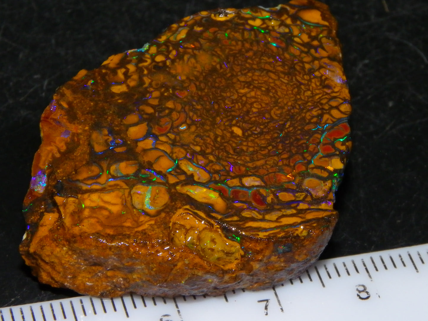 Nice Quality Koroit Opal Rough Slice 107.5cts Green/Blue Fires Nut/Specimen/Chunk Au