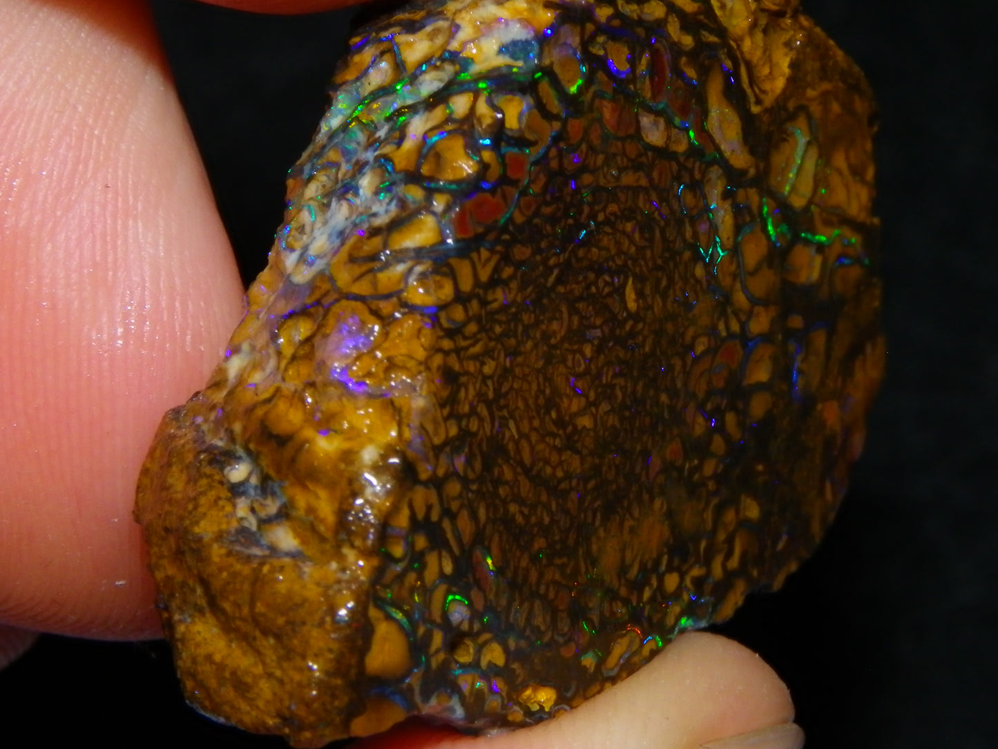 Nice Quality Koroit Opal Rough Slice 107.5cts Green/Blue Fires Nut/Specimen/Chunk Au