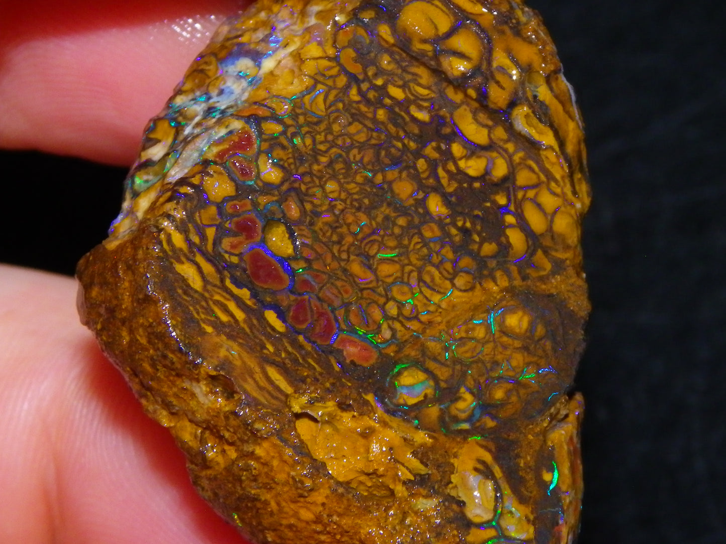 Nice Quality Koroit Opal Rough Slice 107.5cts Green/Blue Fires Nut/Specimen/Chunk Au