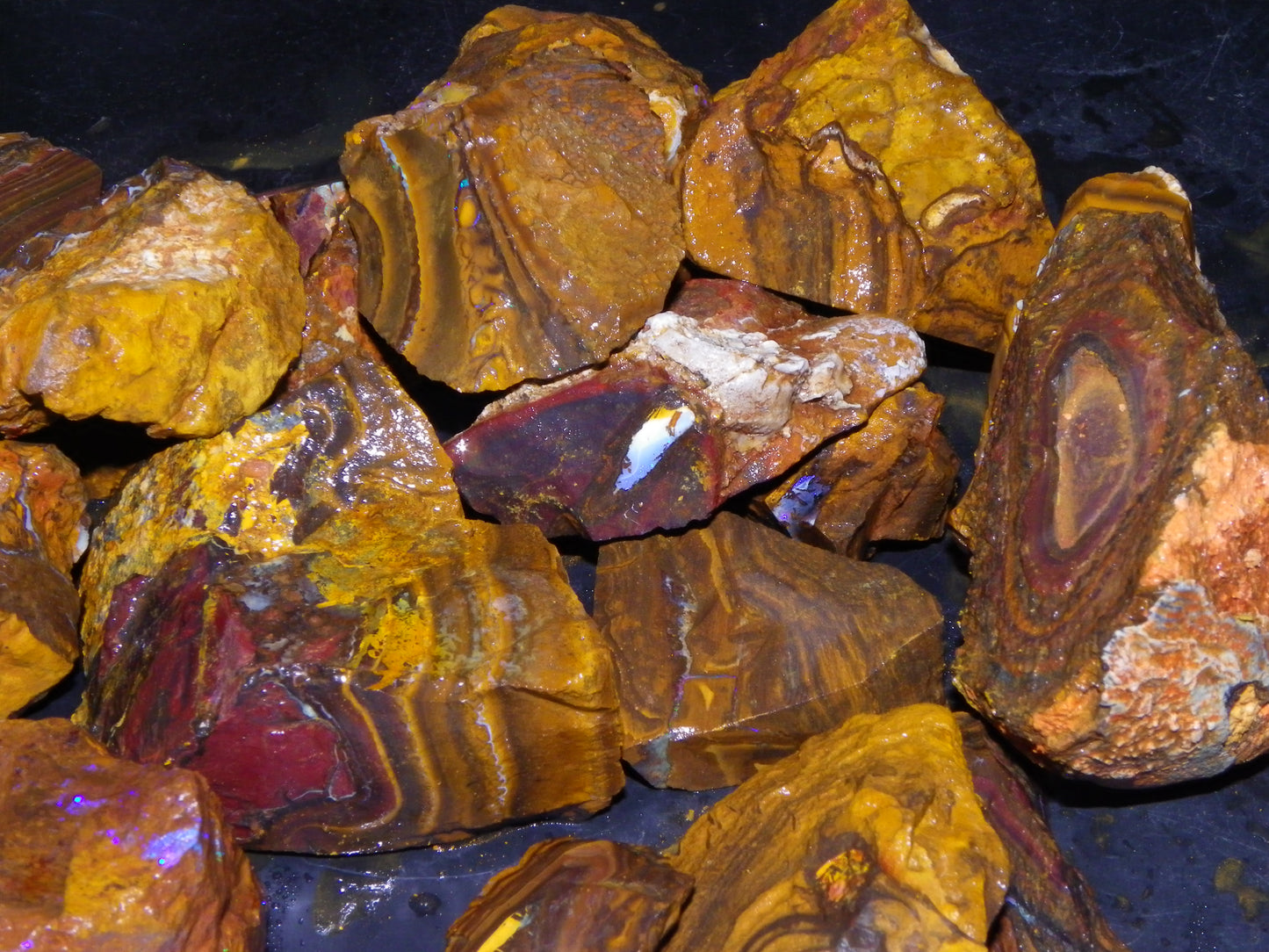 Large Parcel of Koroit Opal Rough/Specimens 4473cts Queensland Au Nuts/Patterns