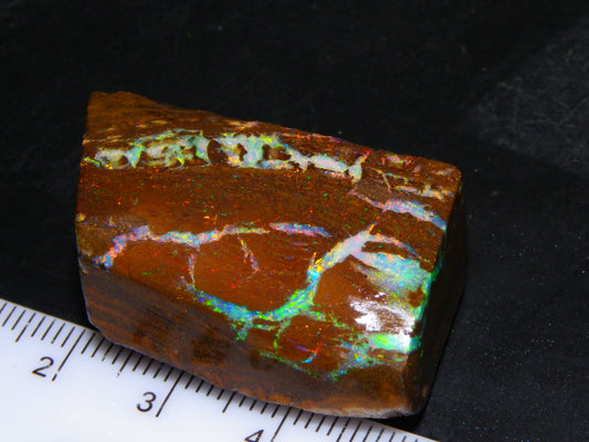 Very Nice Koroit Opal Rub/Rough 106.5cts Fossil/Pattern Gem Fires Qld Australia