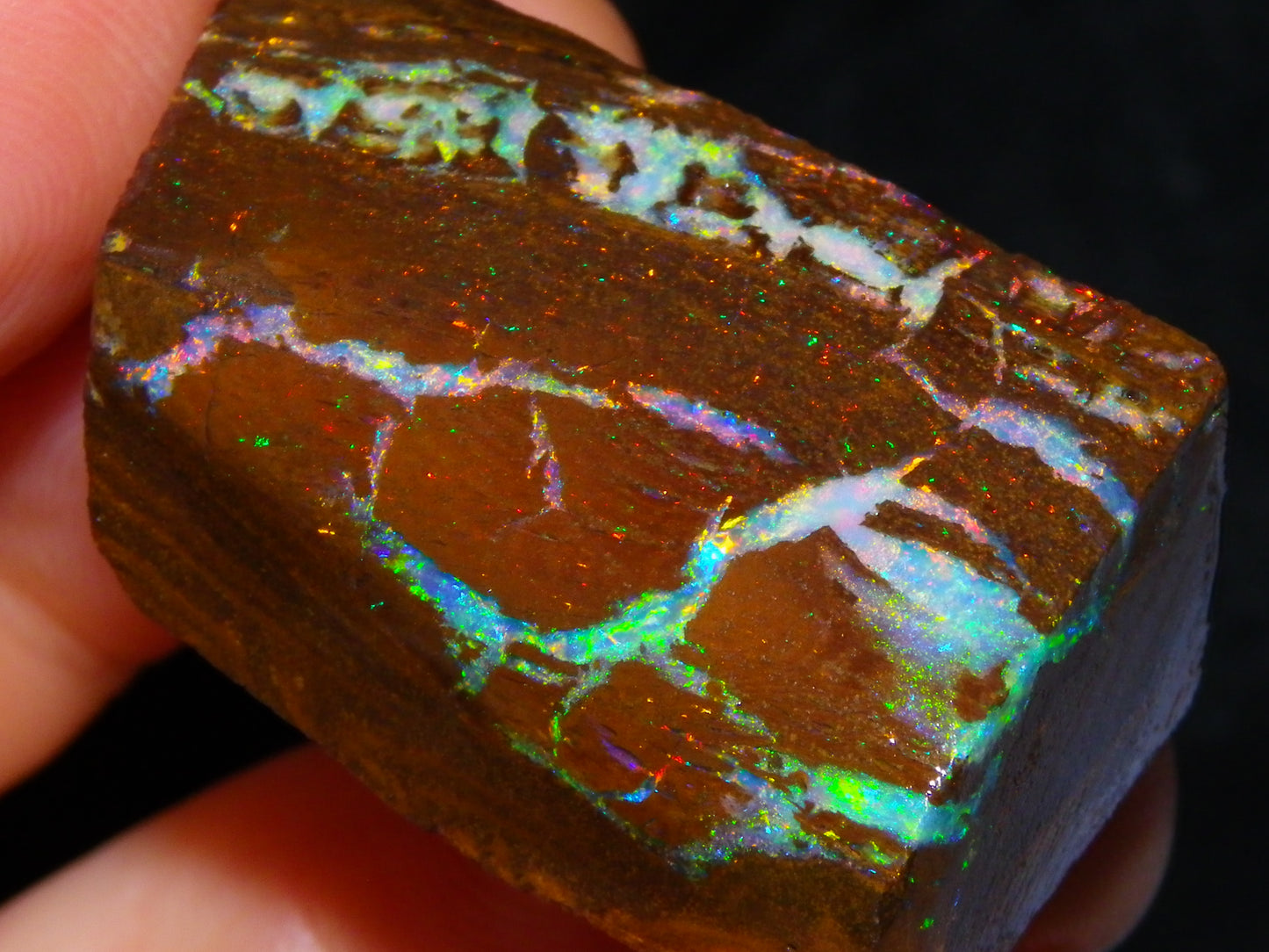 Very Nice Koroit Opal Rub/Rough 106.5cts Fossil/Pattern Gem Fires Qld Australia