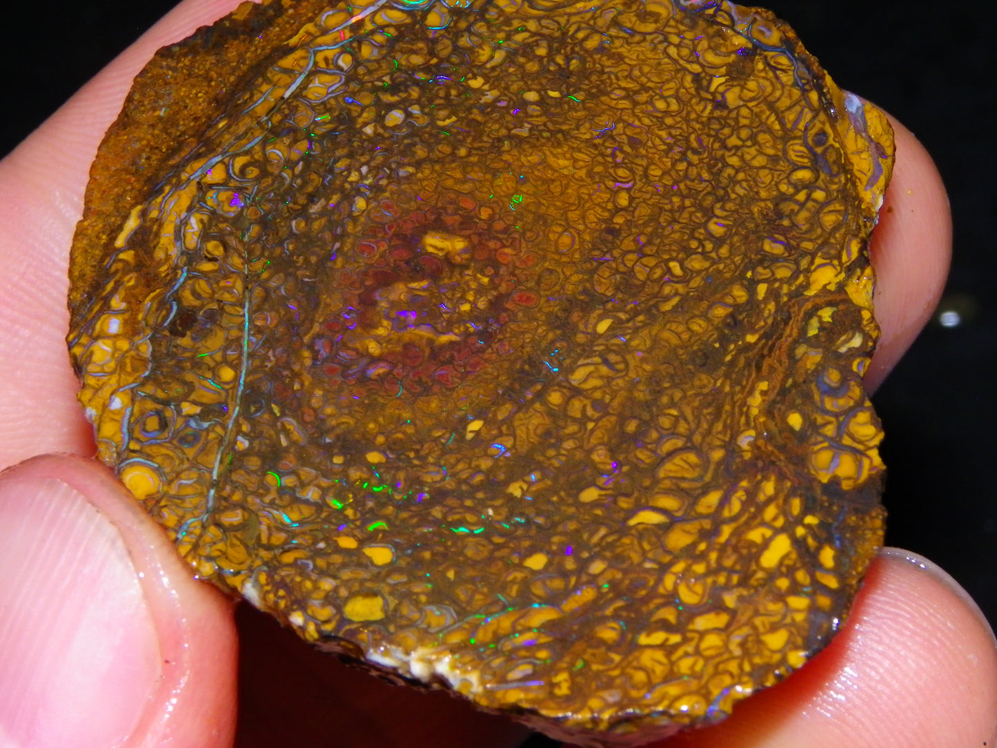 2 NIce Larger Rough/sliced Koroit Opals 476cts Queensland Australia Pattern/Fires :)