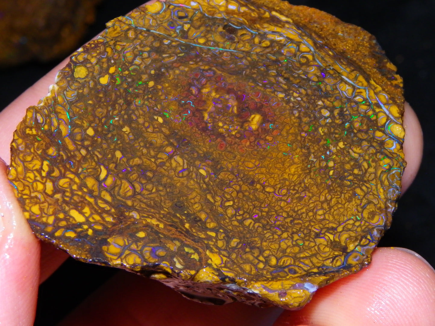 2 NIce Larger Rough/sliced Koroit Opals 476cts Queensland Australia Pattern/Fires :)