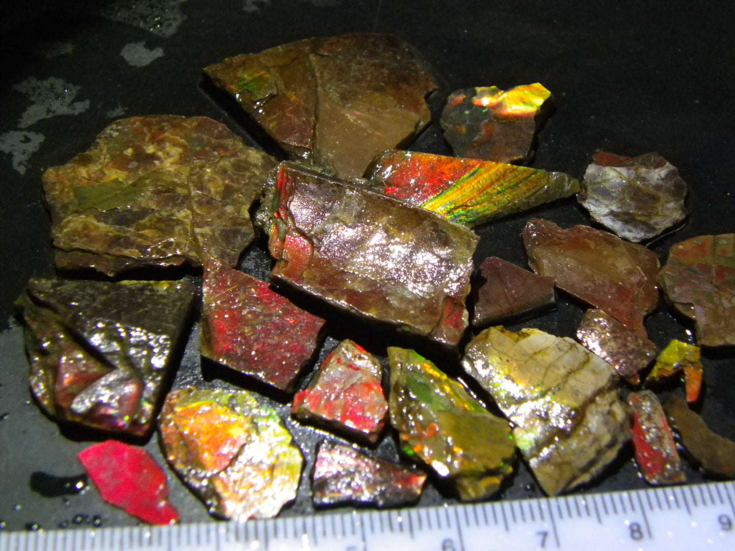 Nice Rough Ammolite Parcel 105cts Multicolours Alberta Canada :) Red/Greens