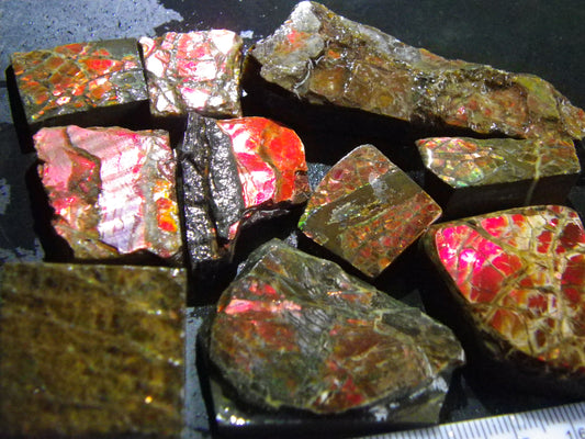 Nice Larger Red Ammolite Rough Specimens 821cts Alberta Canada :)