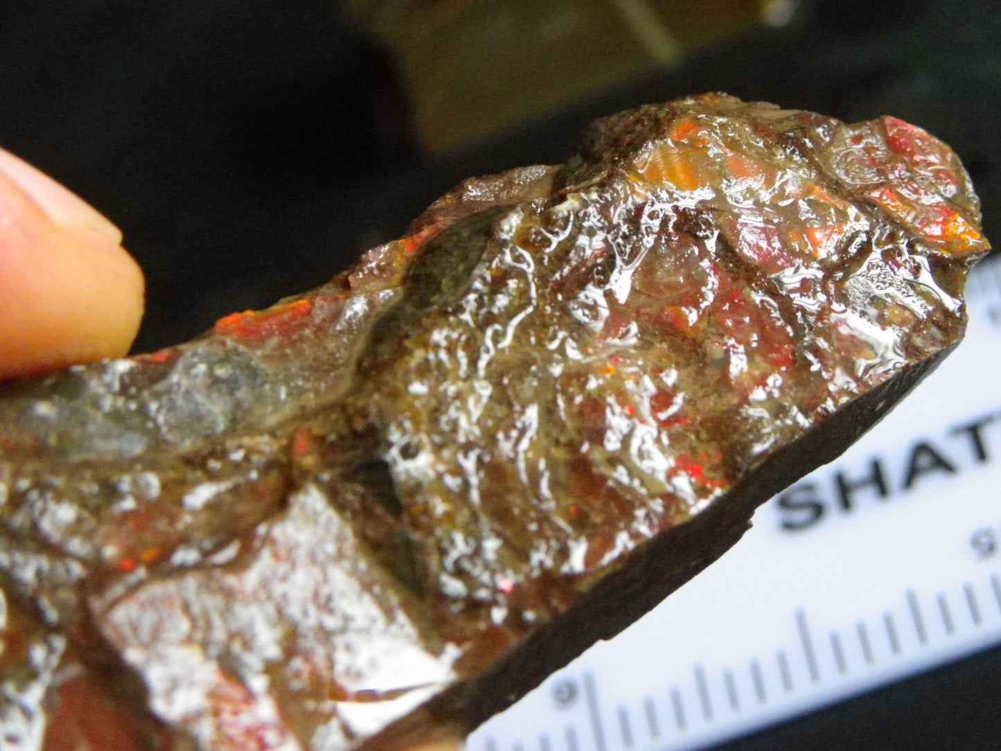 Nice Larger Red Ammolite Rough Specimens 821cts Alberta Canada :)