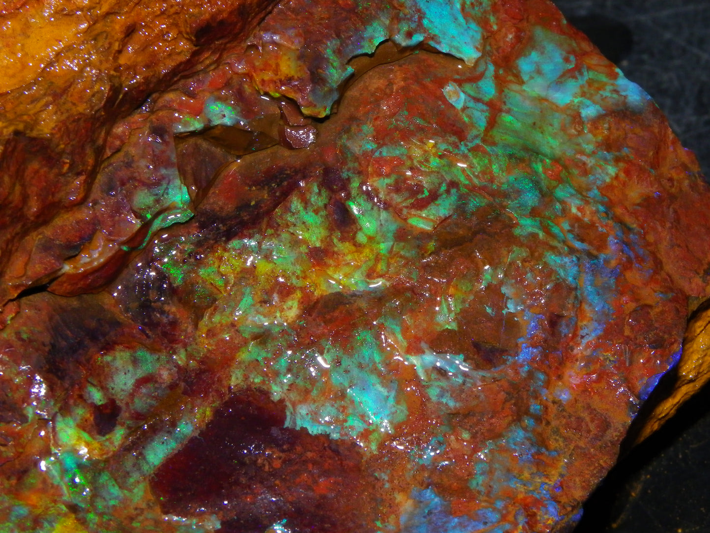 2  Larger Rough Boulder Opal Specimens 4698cts Queensland Australia Blue/Green Fires