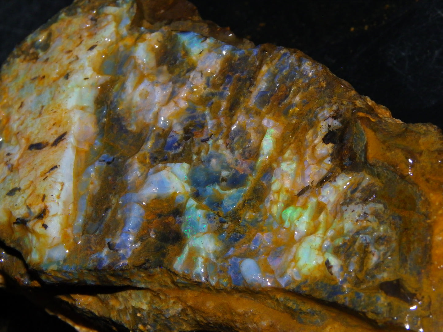 2  Larger Rough Boulder Opal Specimens 4698cts Queensland Australia Blue/Green Fires