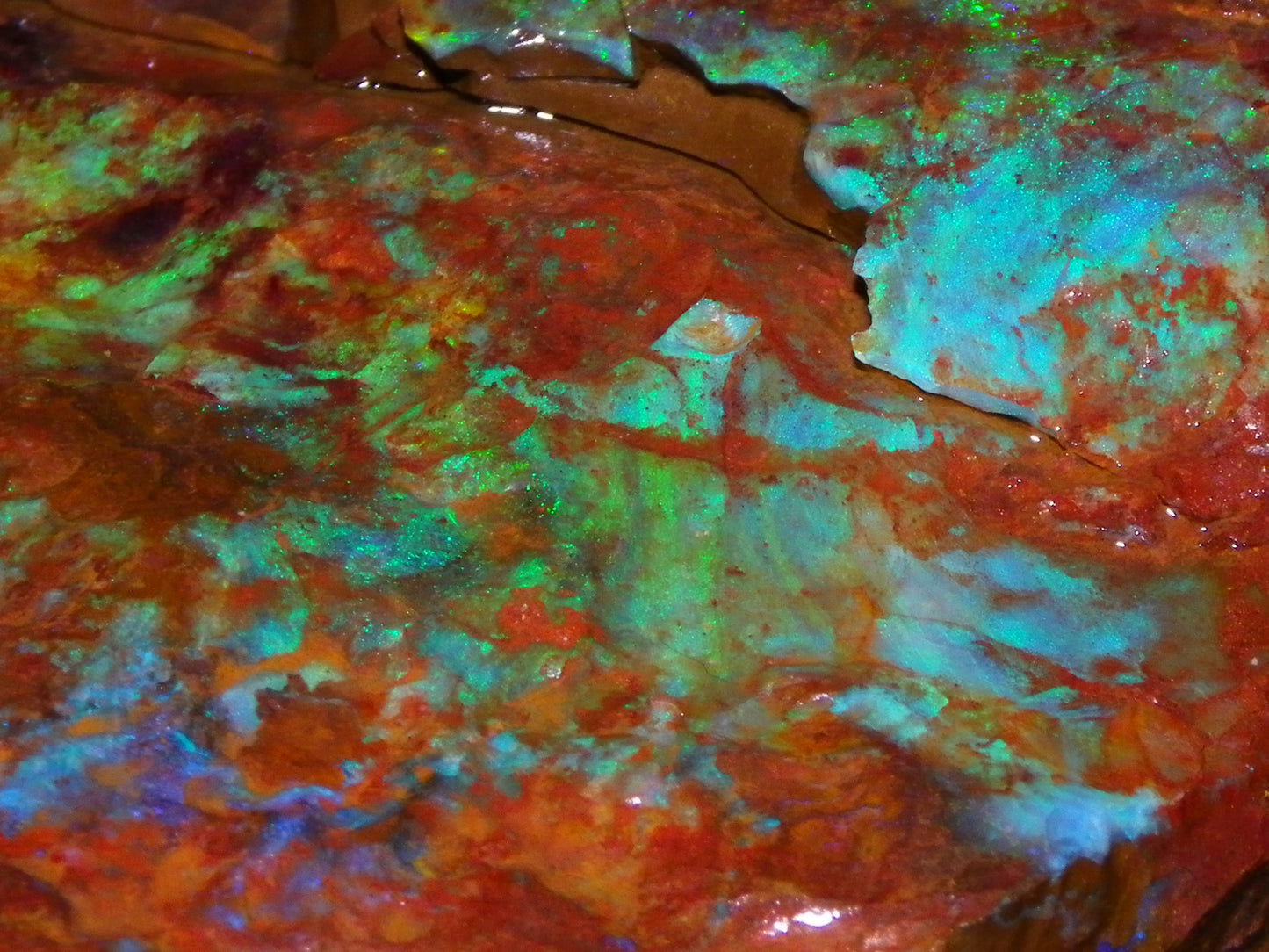 2  Larger Rough Boulder Opal Specimens 4698cts Queensland Australia Blue/Green Fires