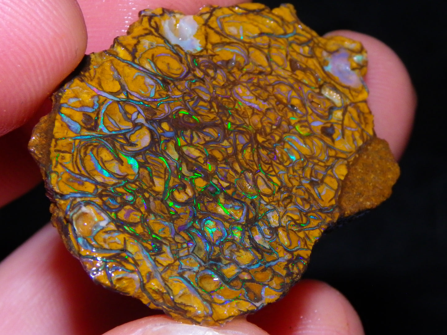 6 NIce Rough/sliced Koroit Opals 505cts Green/Blue Fires/Patterns/Nuts Australia