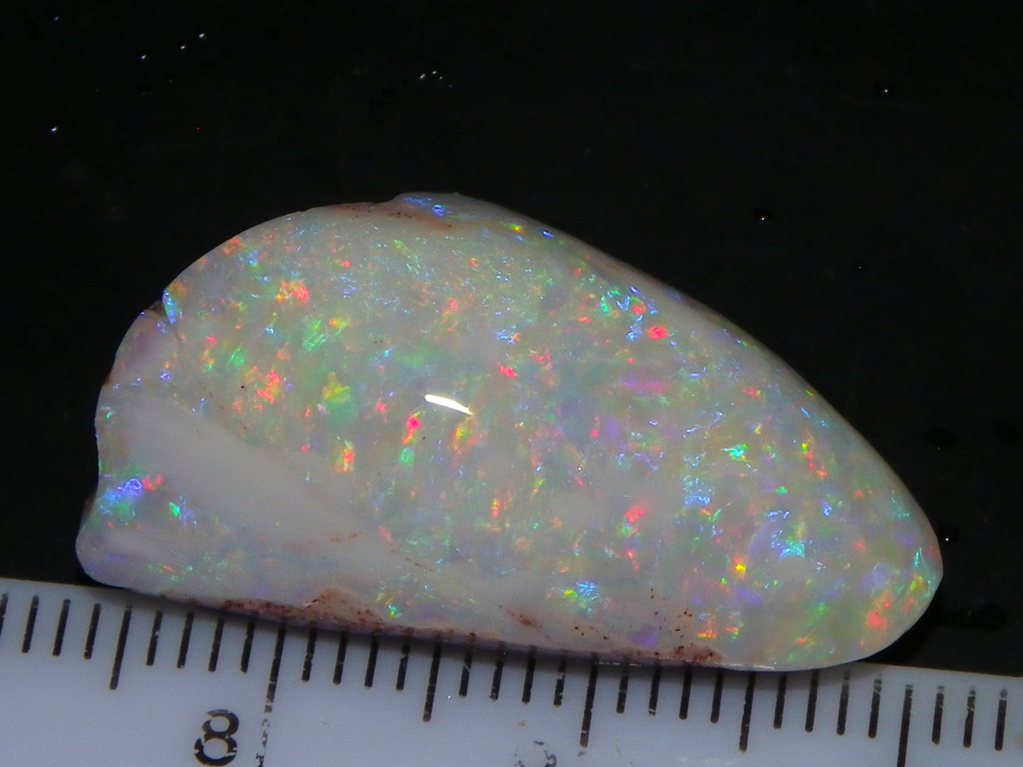 Quality Coober Pedy Fossil Shell Opal Gem Rub/specimen 18cts Multicolour Fires