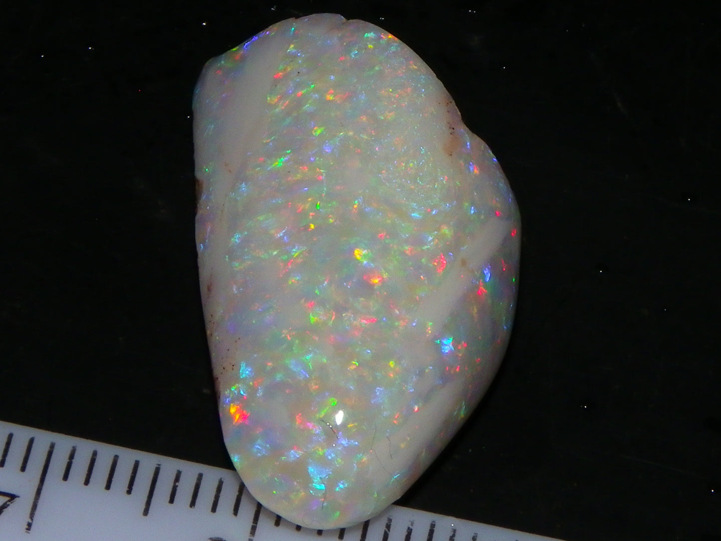 Quality Coober Pedy Fossil Shell Opal Gem Rub/specimen 18cts Multicolour Fires