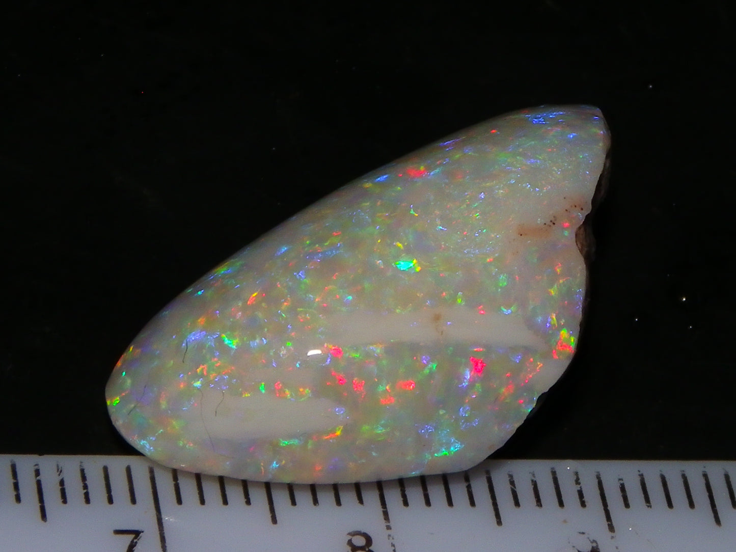 Quality Coober Pedy Fossil Shell Opal Gem Rub/specimen 18cts Multicolour Fires