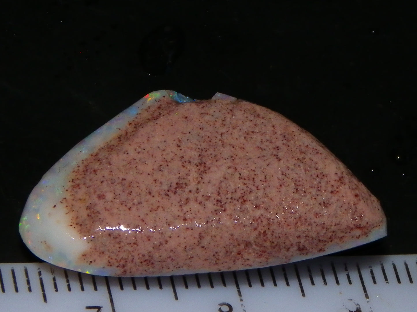 Quality Coober Pedy Fossil Shell Opal Gem Rub/specimen 18cts Multicolour Fires