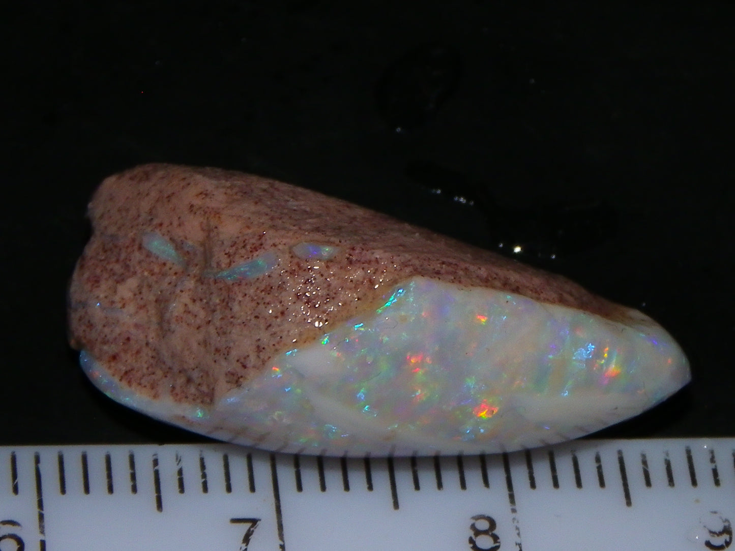 Quality Coober Pedy Fossil Shell Opal Gem Rub/specimen 18cts Multicolour Fires