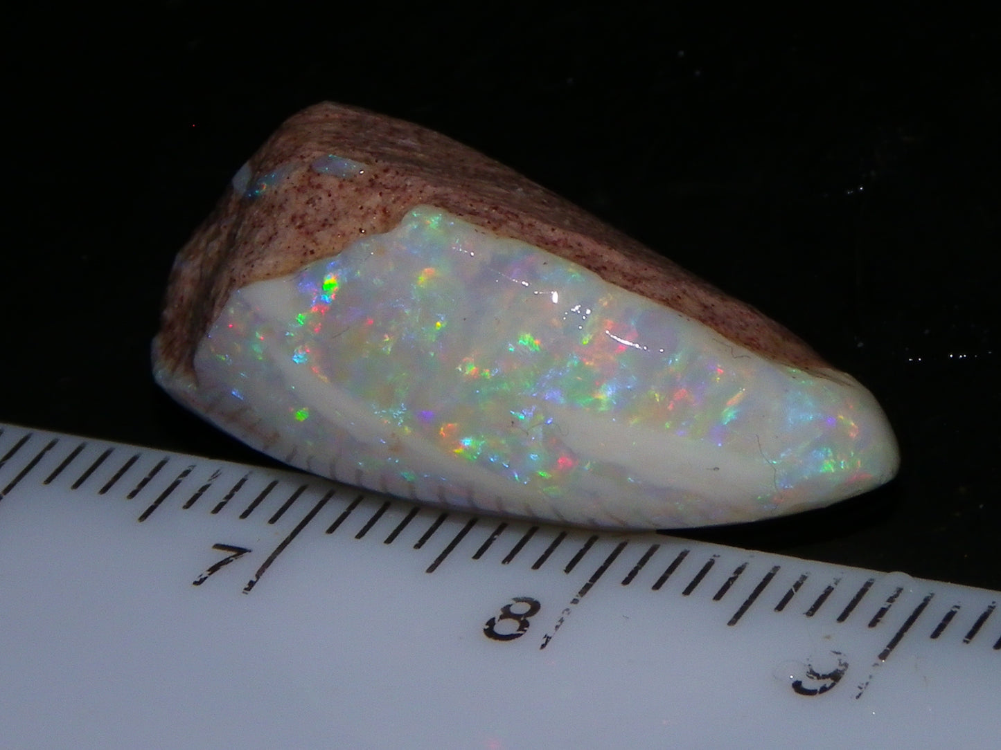 Quality Coober Pedy Fossil Shell Opal Gem Rub/specimen 18cts Multicolour Fires