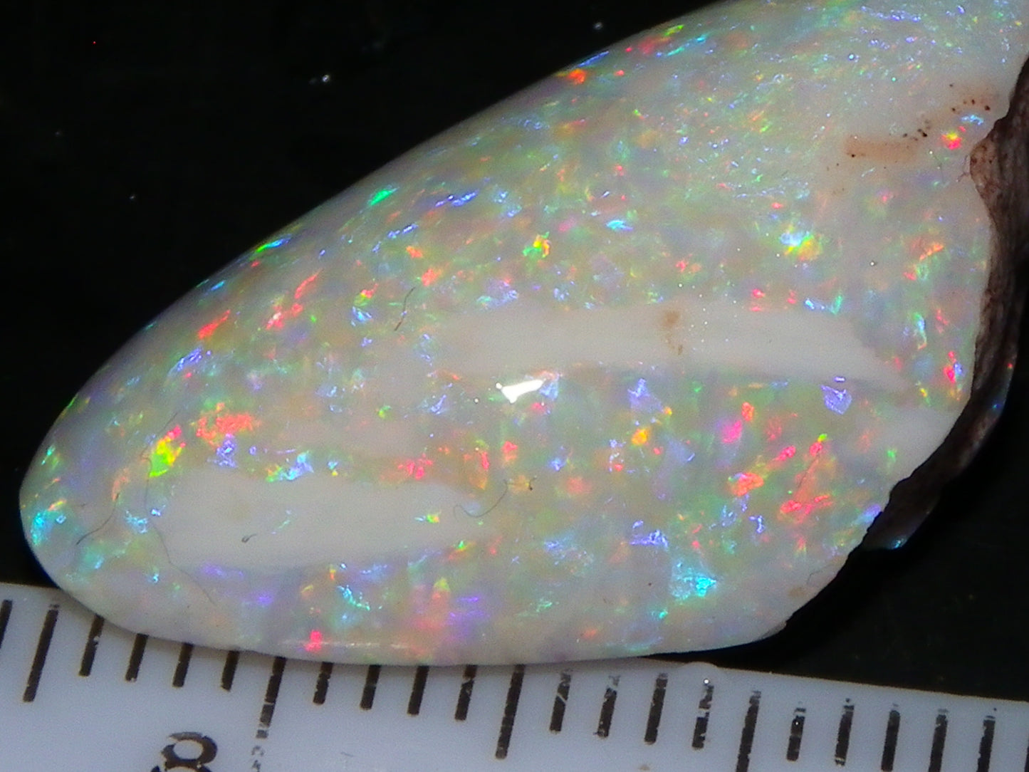 Quality Coober Pedy Fossil Shell Opal Gem Rub/specimen 18cts Multicolour Fires