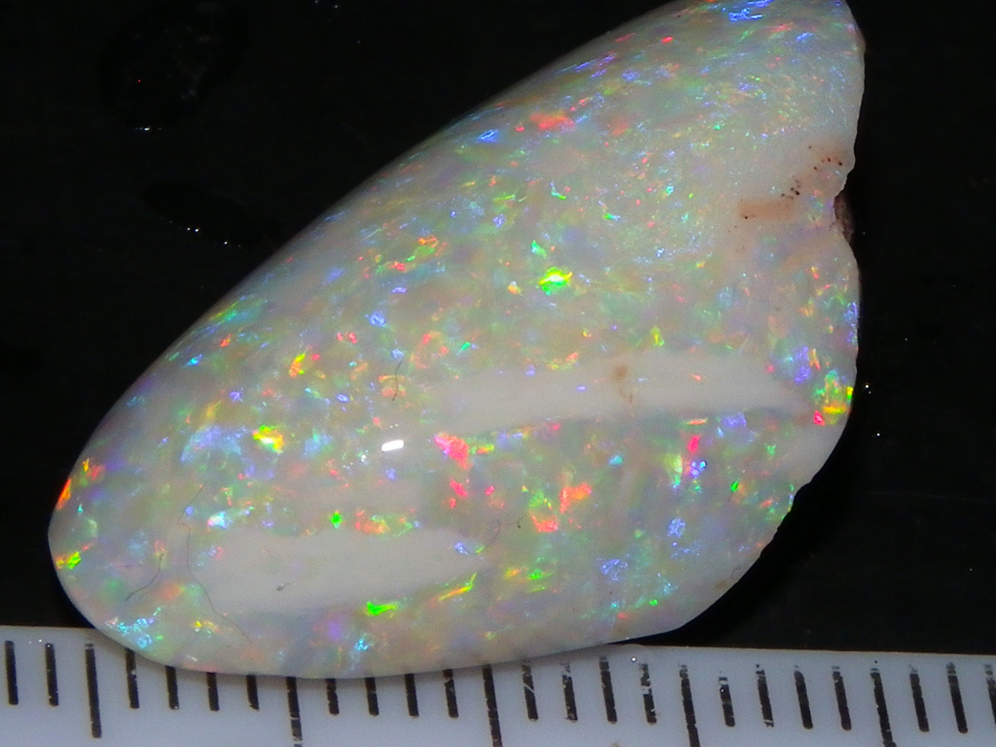 Quality Coober Pedy Fossil Shell Opal Gem Rub/specimen 18cts Multicolour Fires