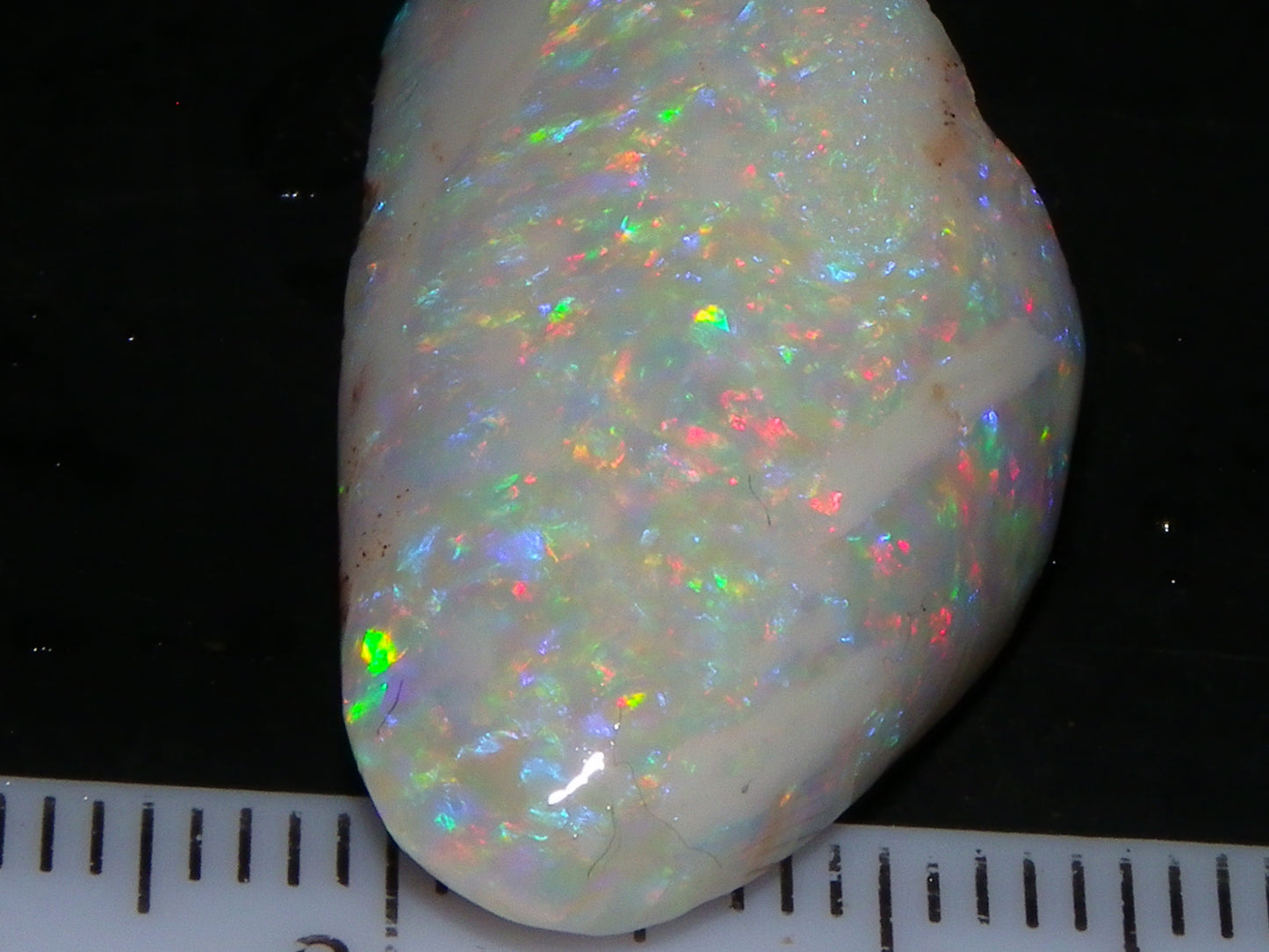 Quality Coober Pedy Fossil Shell Opal Gem Rub/specimen 18cts Multicolour Fires