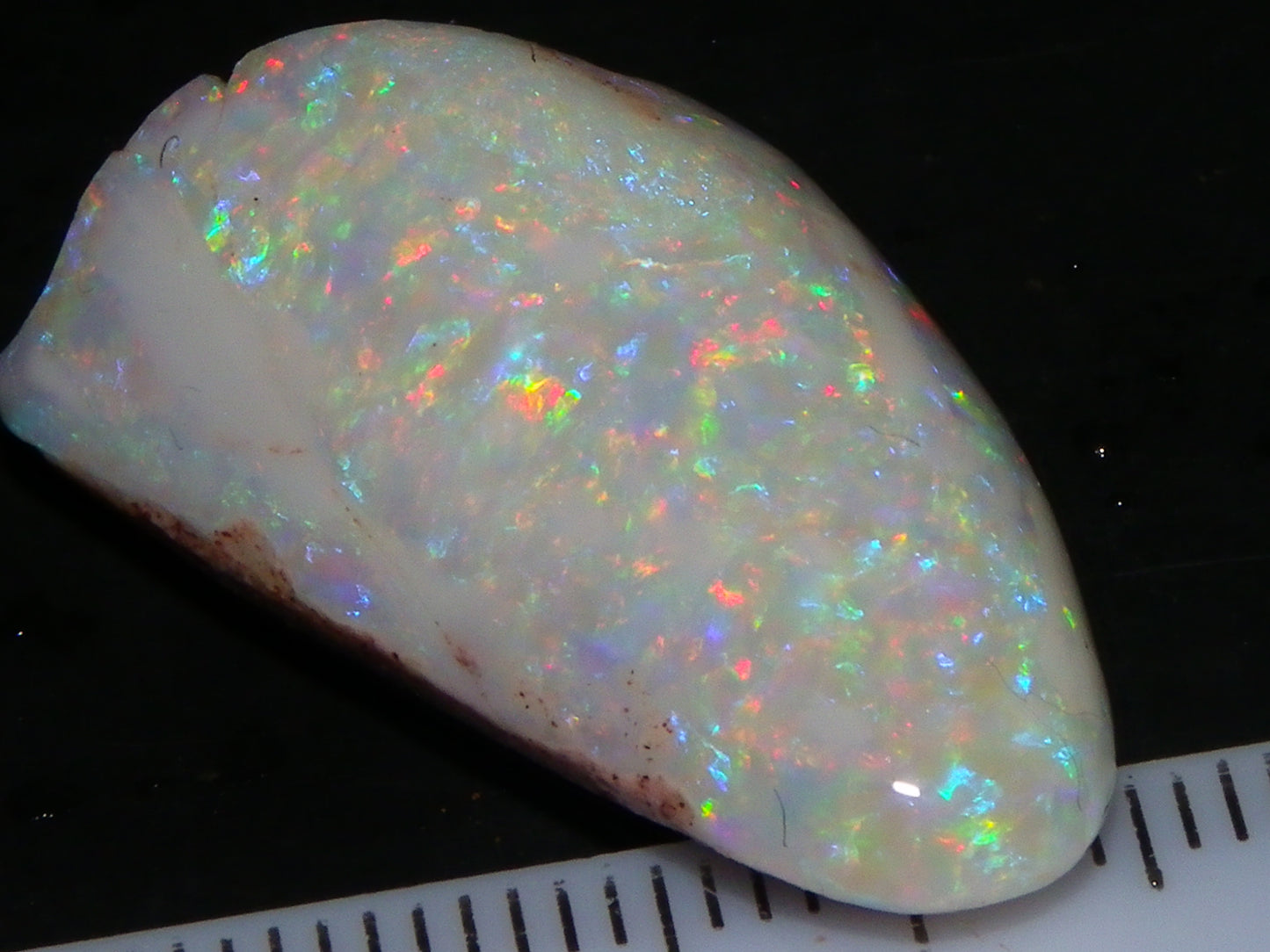 Quality Coober Pedy Fossil Shell Opal Gem Rub/specimen 18cts Multicolour Fires