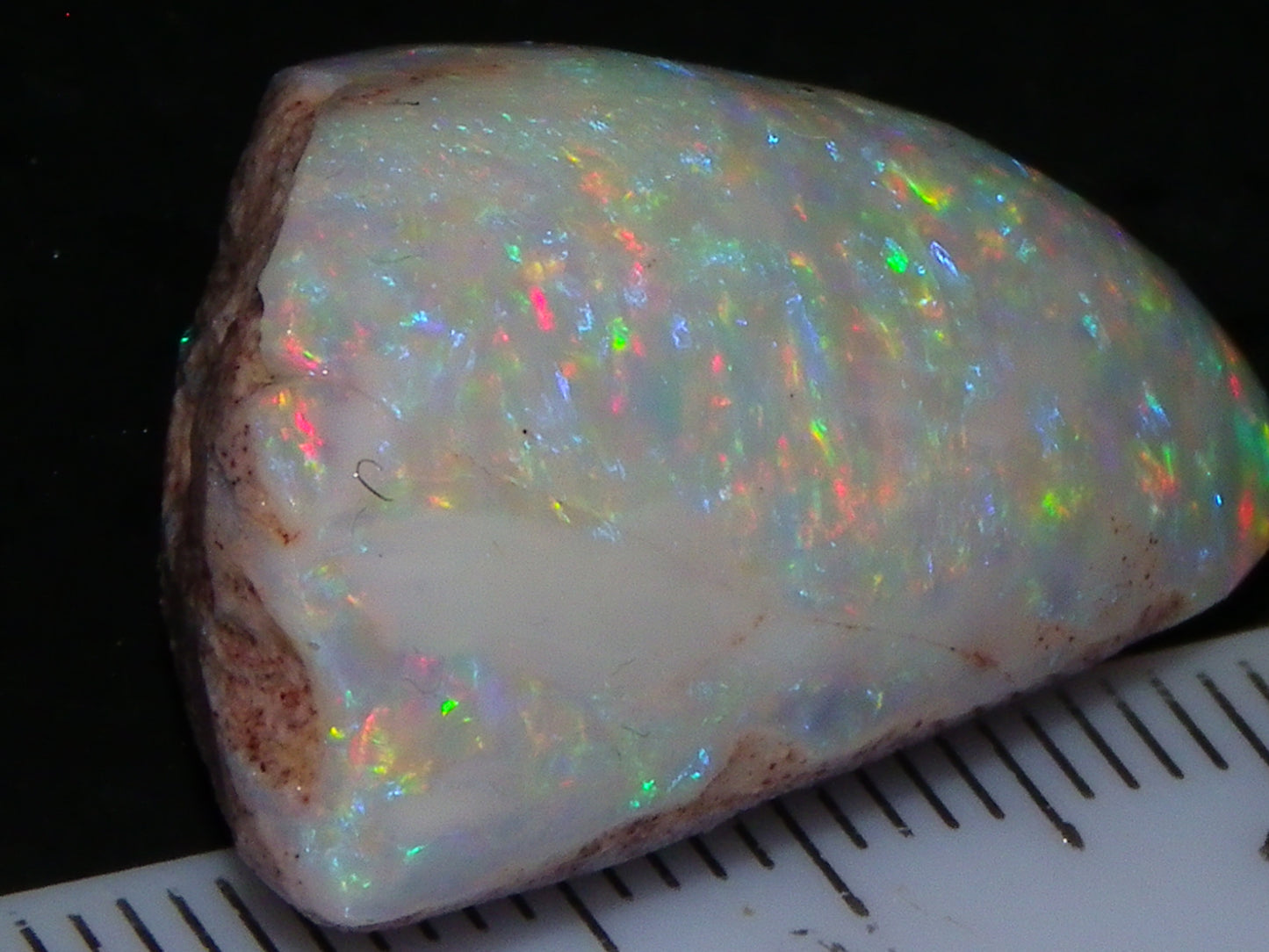 Quality Coober Pedy Fossil Shell Opal Gem Rub/specimen 18cts Multicolour Fires